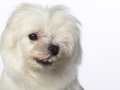Westies002