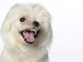 Westies003
