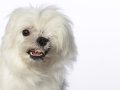Westies004