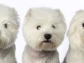 Westies005