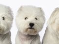 Westies006