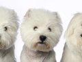 Westies007