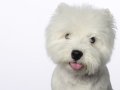 Westies008