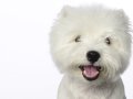 Westies009