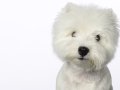 Westies010