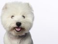 Westies011