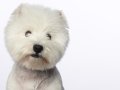 Westies012