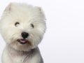 Westies013