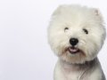 Westies014