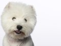 Westies015