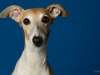 whippet001