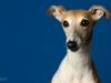 whippet002