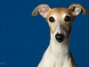 whippet003