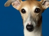 whippet004