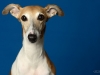 whippet005