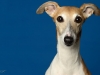 whippet006