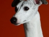 Whippets001