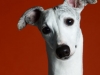 Whippets002