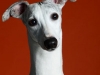 Whippets003