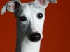 Whippets004
