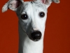 Whippets005
