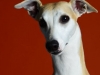 Whippets006