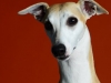 Whippets006revised