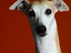 Whippets007