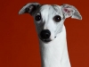 Whippets009