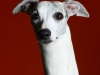 Whippets010
