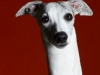 Whippets011