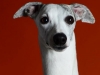 Whippets013