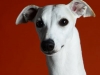Whippets014