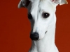 Whippets015