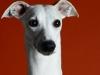 Whippets016