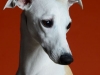 Whippets017