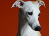 Whippets017r