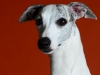 Whippets018