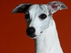 Whippets018r