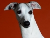 Whippets019