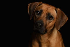 willbella002