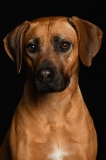 willbella004