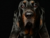 Woodrow005