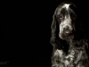 Wyatt005
