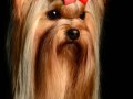 Yorkie001