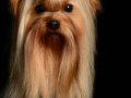 Yorkie002
