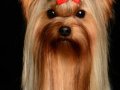 Yorkie003
