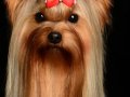 Yorkie004