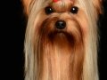 Yorkie005