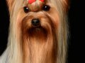 Yorkie006